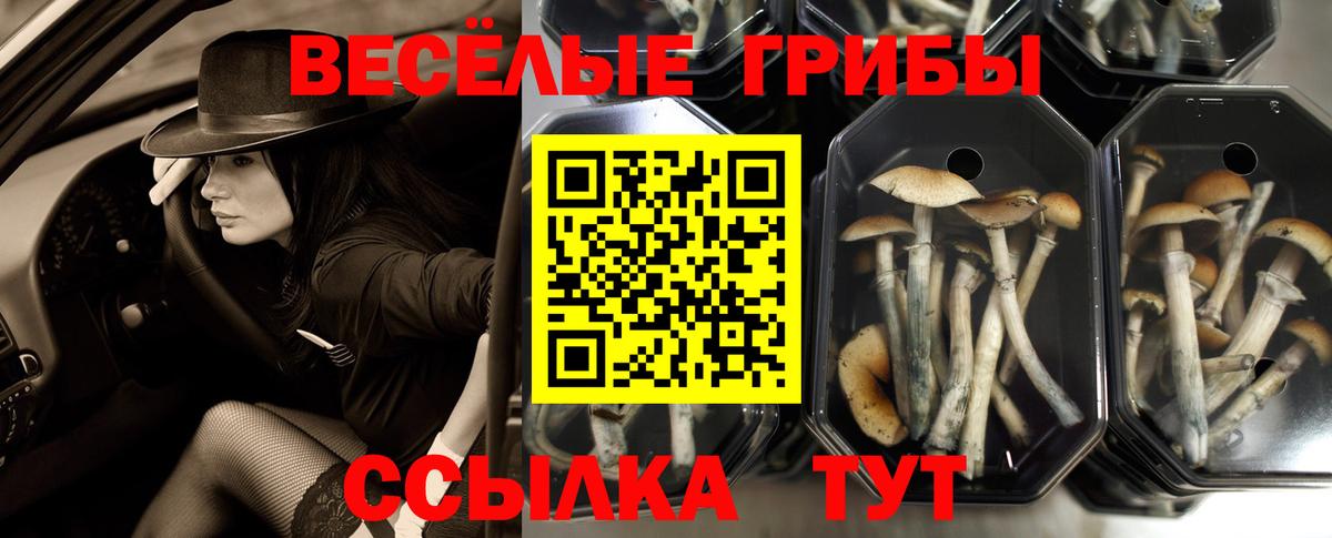 Рязань  Псилоцибиновые грибы Magic Shrooms  Вход с VPN 